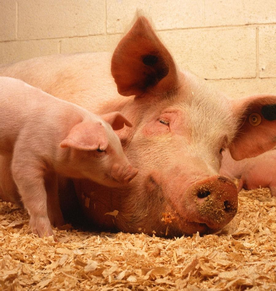 Corporate Pig Farming